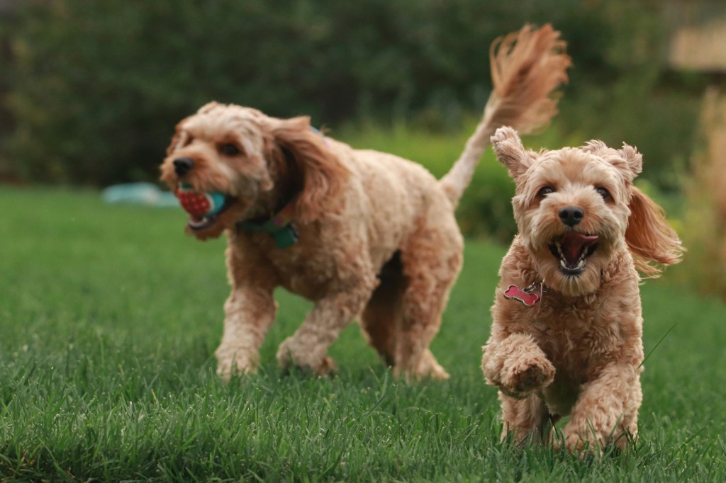 Dogs playing in a garden