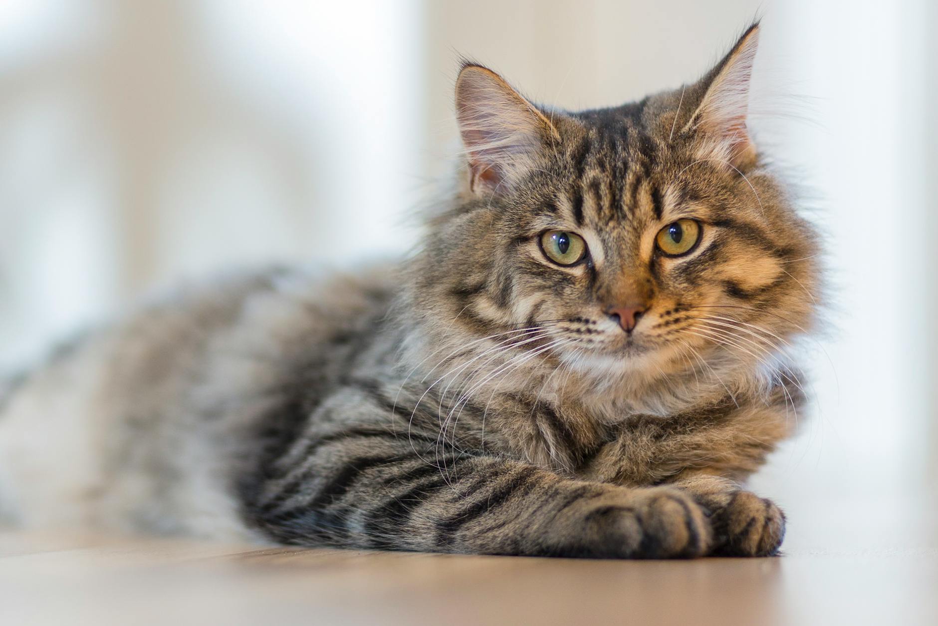 A cat laying on the floor with green eyes